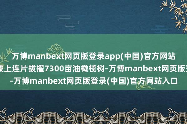 万博manbext网页版登录app(中国)官方网站梁板、王家等镇在荒山坡上连片拔擢7300亩油橄榄树-万博manbext网页版登录(中国)官方网站入口